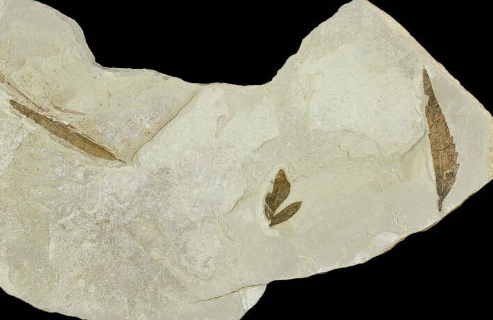 Three Fossil Leaves - Green River Formation, Utah #117967